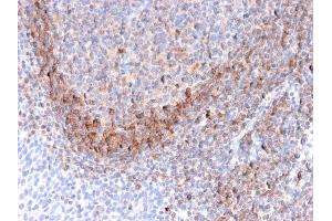 Formalin-fixed, paraffin-embedded human Tonsil stained with CD79b Mouse Monoclonal Antibody (B29/123).