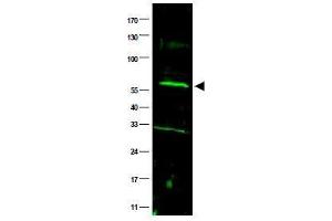 Image no. 1 for anti-Fanconi Anemia, Complementation Group C (FANCC) (AA 96-112) antibody (ABIN401268) (FANCC anticorps  (AA 96-112))