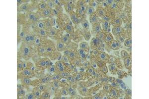 IHC-P analysis of liver tissue, with DAB staining. (TLR5 anticorps  (AA 327-646))