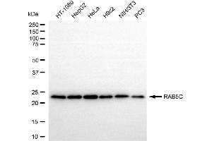 anti-RAB5C, Member RAS Oncogene Family (Rab5c) antibody