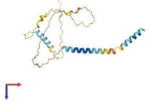 AlphaFold protein structure predicition of Mouse Recombinant Bcl2l11 Protein, UniprotID O54918