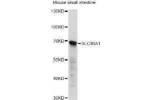 Western blot analysis of extracts of mouse small intestine, using SLC40A1 antibody. (SLC40A1 anticorps)