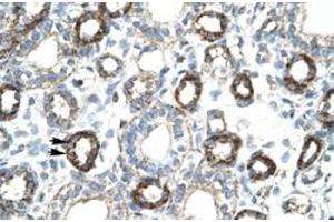Immunohistochemical staining (Formalin-fixed paraffin-embedded sections) of human kidney with FOXF2 polyclonal antibody  at 4-8 ug/mL working concentration.