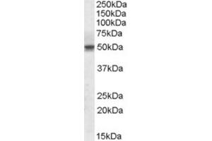 Western Blotting (WB) image for anti-Septin 6 (SEPT6) (Internal Region) antibody (ABIN2464150) (Septin 6 anticorps  (Internal Region))