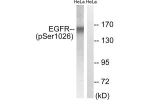 Western blot analysis of extracts from HeLa cells, treated with TSA (400nM, 24hours), using EGFR (Phospho-Ser1026) antibody. (EGFR anticorps  (pSer1026))