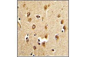 Immunohistochemistry analysis in Formalin Fixed, Paraffin Embedded Human brain tissue stained with ABI1 Antibody (N-term) Cat. (ABI1 anticorps  (N-Term))