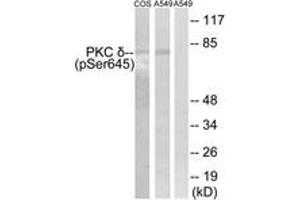 Western blot analysis of extracts from COS7 cells and A549 cells, using PKC delta (Phospho-Ser645) Antibody.