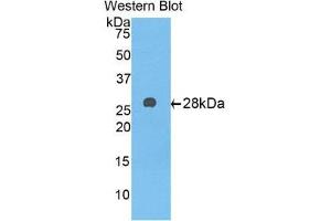 Western Blotting (WB) image for anti-alpha-1-B Glycoprotein (A1BG) (AA 220-415) antibody (ABIN3201752) (A1BG anticorps  (AA 220-415))