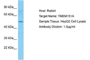 Host: Rabbit Target Name: TMEM151A Sample Type: HepG2 Whole Cell lysates Antibody Dilution: 1. (TMEM151A anticorps  (Middle Region))