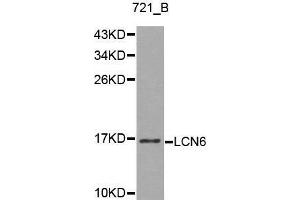 Western blot analysis of 721_B cell lysate using LCN6 antibody. (LCN6 anticorps  (AA 25-120))