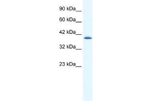 CATSPER2 antibody used at 1. (CATSPER2 anticorps  (N-Term))