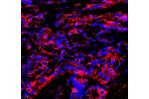 Immunofluorescence of paraffin embedded mouse colon using Annexin-A4 (ABIN7073066) at dilution of 1: 1800 (400x lens)