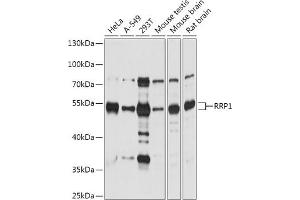 Western blot analysis of extracts of various cell lines, using RRP1 antibody (ABIN7270043) at 1:1000 dilution. (RRP1 anticorps  (AA 26-253))