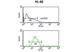 TNFRSF14 Antibody (Center) flow cytometric analysis of HL-60 cells (bottom histogram) compared to a negative control cell (top histogram).