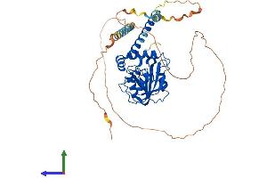 AlphaFold protein structure predicition of Human Recombinant RRP8 Protein, UniprotID O43159