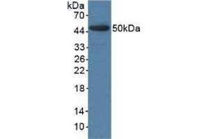 Western blot analysis of recombinant Pig BMP4. (BMP4 anticorps  (AA 25-201))