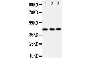 Western Blotting (WB) image for anti-Chemokine (C-C Motif) Receptor 9 (CCR9) (AA 1-17), (N-Term) antibody (ABIN3042897) (CCR9 anticorps  (N-Term))