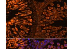 Immunofluorescence analysis of Rat testis using LDHC Polyclonal Antibody at dilution of 1:100 (40x lens).