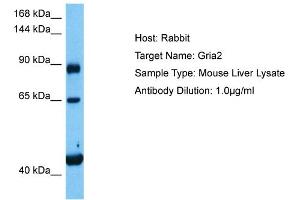 Host:  Mouse  Target Name:  GRIA2  Sample Tissue:  Mouse Liver  Antibody Dilution:  1ug/ml (GRIA2 anticorps  (N-Term))