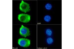Immunofluorescence staining of fixed RAW264. (Recombinant CCR9 anticorps  (N-Term))