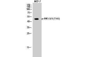 Western Blotting (WB) image for anti-Mitogen-Activated Protein Kinase 8 (MAPK8) (pThr183) antibody (ABIN3182055) (JNK anticorps  (pThr183))