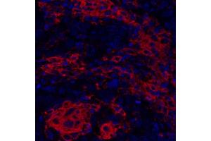 Immunofluorescence (IF) image for anti-CD40 (CD40) (AA 227-277) antibody (ABIN7454023) (Recombinant CD40 anticorps  (AA 227-277))