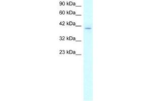 WB Suggested Anti-RUVBL2 Antibody Titration:  2. (RUVBL2 anticorps  (N-Term))