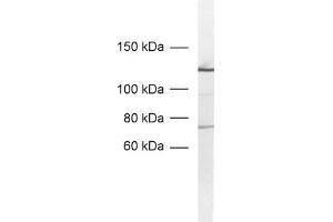 dilution: 1 : 1000, sample: nuclear extracts from PC12 cells (SF3A1 anticorps)