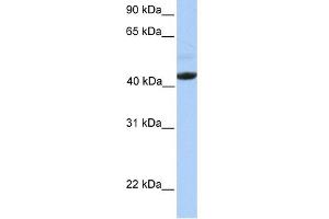 WB Suggested Anti-EDAR Antibody Titration:  0. (EDAR anticorps  (Middle Region))