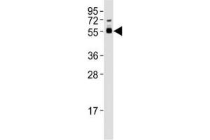 Western blot testing of SMAD3 antibody at 1:1000 dilution + mouse brain lysate; Observed molecular weight: 48~55 kDa.