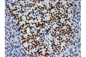 Image no. 1 for anti-Ubiquitin Specific Peptidase 7 (Herpes Virus-Associated) (USP7) antibody (ABIN1498592) (USP7 anticorps)