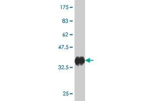 Western Blot detection against Immunogen (36.