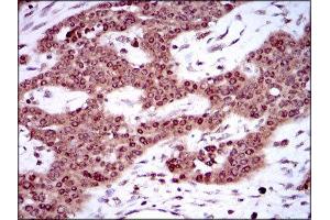Immunohistochemistry (IHC) image for anti-Sex Determining Region Y (SRY) (AA 1-204) antibody (ABIN1846456) (SRY anticorps  (AA 1-204))
