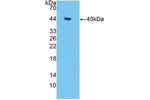 Western blot analysis of recombinant Human AQP4. (Aquaporin 4 anticorps  (AA 178-317))