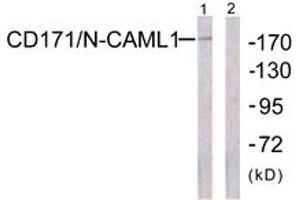 Western blot analysis of extracts from K562 cells, using CD171/N-CAML1 (Ab-1181) Antibody.