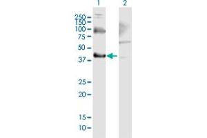 Western Blot analysis of THOC3 expression in transfected 293T cell line by THOC3 MaxPab polyclonal antibody. (THO Complex 3 anticorps  (AA 1-351))