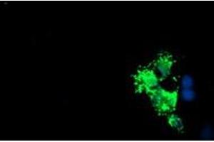 Anti-LCMT1 mouse monoclonal antibody (ABIN2454745) immunofluorescent staining of COS7 cells transiently transfected by pCMV6-ENTRY LCMT1 (RC200018). (LCMT1 anticorps)