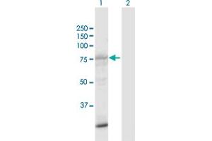 Western Blot analysis of SIK1 expression in transfected 293T cell line by SIK1 MaxPab polyclonal antibody.