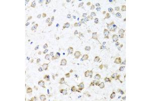 Immunohistochemistry of paraffin-embedded mouse brain using RPL36 antibody at dilution of 1:100 (x40 lens). (RPL36 anticorps)