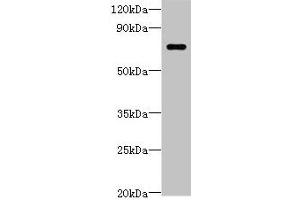 Western blot All lanes: LRRC40 antibody at 2 μg/mL + 293T whole cell lysate Secondary Goat polyclonal to rabbit IgG at 1/10000 dilution Predicted band size: 69 kDa Observed band size: 69 kDa (LRRC4 anticorps  (AA 1-602))
