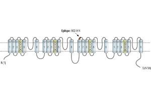 Representative domain view of the target of ABIN7043658.