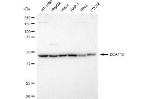 anti-DDB1 and CUL4-Associated Factor 1 (DCAF1) antibody