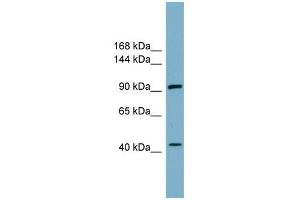 ITCH antibody used at 1 ug/ml to detect target protein.