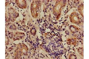 Immunohistochemistry of paraffin-embedded human salivary gland tissue using ABIN7144122 at dilution of 1:100