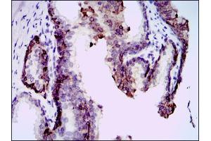 Immunohistochemical analysis of paraffin-embedded kidney tissues using mouse Splunc2 antibody with DAB staining. (BPIFA2 anticorps)