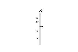 Anti-CDKN2A Antibody (S8)at 1:500 dilution +  whole cell lysates Lysates/proteins at 20 μg per lane. (CDKN2A anticorps  (N-Term))