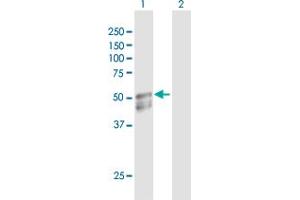 Western Blot analysis of GAL3ST1 expression in transfected 293T cell line by GAL3ST1 MaxPab polyclonal antibody.
