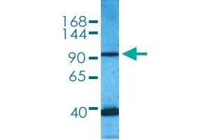 Western blot analysis of 293T cell lysate with MECOM polyclonal antibody . (MECOM anticorps  (AA 964-1013))