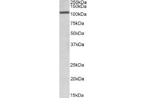 ABIN2561626 (1µg/ml) staining Rat Testis lysate (35µg protein in RIPA buffer). (CEBPZ anticorps  (AA 620-633))