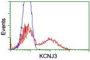 HEK293T cells transfected with either RC205322 overexpress plasmid (Red) or empty vector control plasmid (Blue) were immunostained by anti-KCNJ3 antibody (ABIN2455485), and then analyzed by flow cytometry. (KCNJ3 anticorps  (AA 279-501))